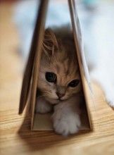 Montreal Escort J0el Adult Entertainer in Canada, Adult Service Provider, Escort and Companion.