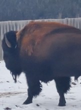 Calgary Escort DIGGLER Adult Entertainer in Canada, Adult Service Provider, Escort and Companion.