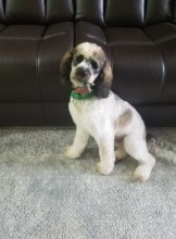 Windsor Escort king Adult Entertainer in Canada, Adult Service Provider, Escort and Companion.